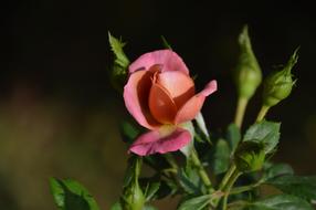 Rose Flowers Orange