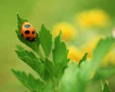 Ladybug Spring