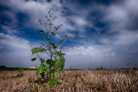 Field Collected