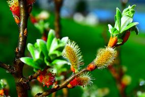 Pasture Willow Catkin Salix