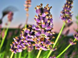 purple inflorescences in a blurred background