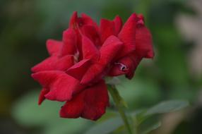 Rose Red