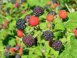 Raspberry Black Ripe