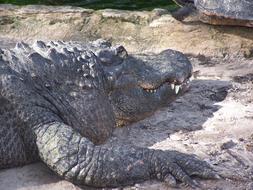 Crocodile Danger Dangerous