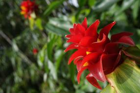 Hawaii Flower