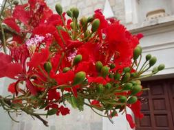 Flower Red with buds near the wall