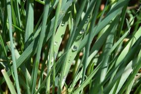 Grass Drop Of Water Macro Close