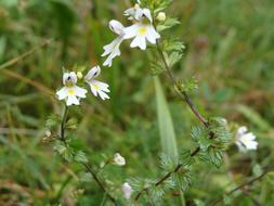 Close-up of the beautiful, white and yellow flowers among the green grass