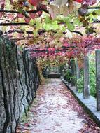 Grapes Loza