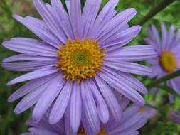 light purple daisies close-up on a blurred background