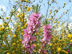 flowers in the home garden