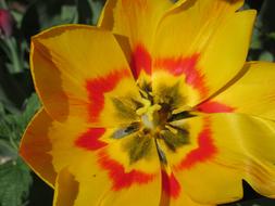 Close-up of the beautiful, blossoming, yellow and red tulip flower among the green leaves