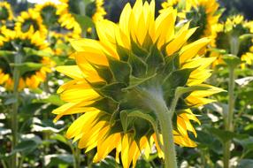 Sunflower Yellow Flower