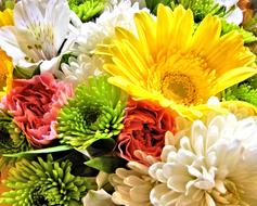 Flowers Spider Mums Carnation