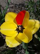 Tulip Blossom Bloom