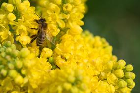 Close-up of the beautiful, blooming, yellow and green flowers with the bee