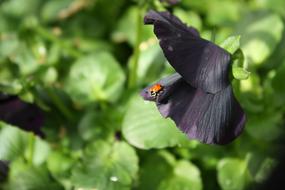ladybug on a dark purple flower in the garden close up
