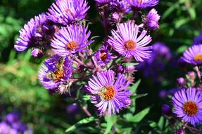 Purple Close-Up Flowers