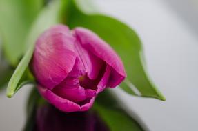 macro photo of Pink Tulip Flower