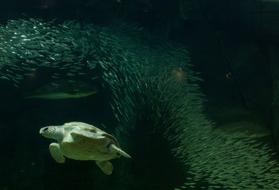 Turtle Aquarium Fish Tank