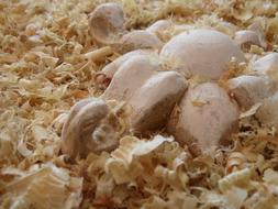 Sawdust Flower Sculpture chippings