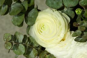 Flowers Buttercup Petals
