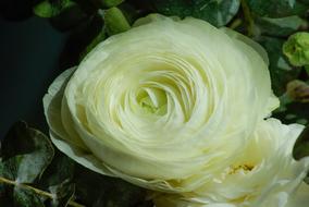 white buttercup, close-up