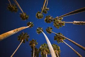 Palm Trees Blue Sky