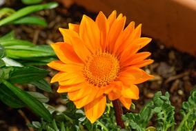 orange Flower Gazania Petals