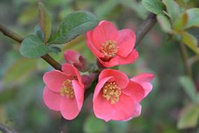 Spring Bloom Blossom