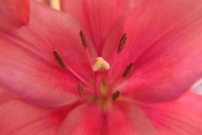 Lilies Flowers Red Flower