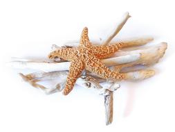 Starfish Dried Driftwood