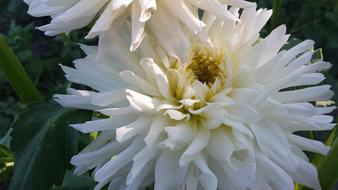 Flowers Dahlia White