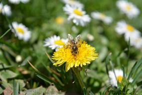 bee on Spring Flower Bloom