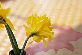 Close-up of the beautiful, yellow narcissus flowers in the vase, above the surface with colorful shapes