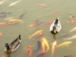 Ducks Koi Goldfish