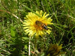 Close-up of the beautiful, yellow and orange flower with the bee, among the grass in sunlight