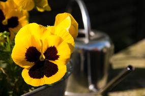 Yellow Pansy flower and Watering Can