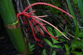 Hawaii Flower how exotic