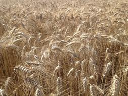 Fields Wheat