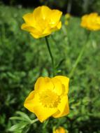 Ranunculus Acris Buttercup Meadow