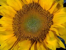 Flower seeds closeup view