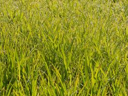 Grass Wheat Young