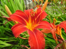 Lily Flower
