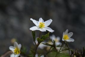 Wood Anemone as a Spring Flower