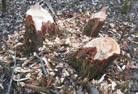 Beaver Damage Beavers Gnaw