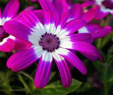 purple and white Flower Blossom Bloom