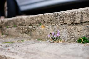 Flowers Violet