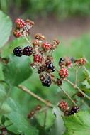 Blackberries September Berry