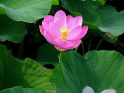 Flower Lotus in large green leaves